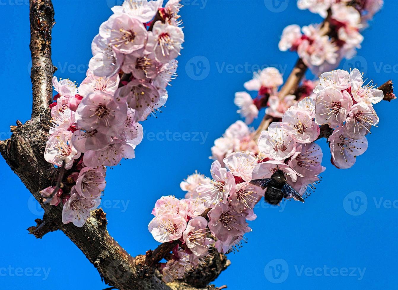 flor de durazno con insecto foto