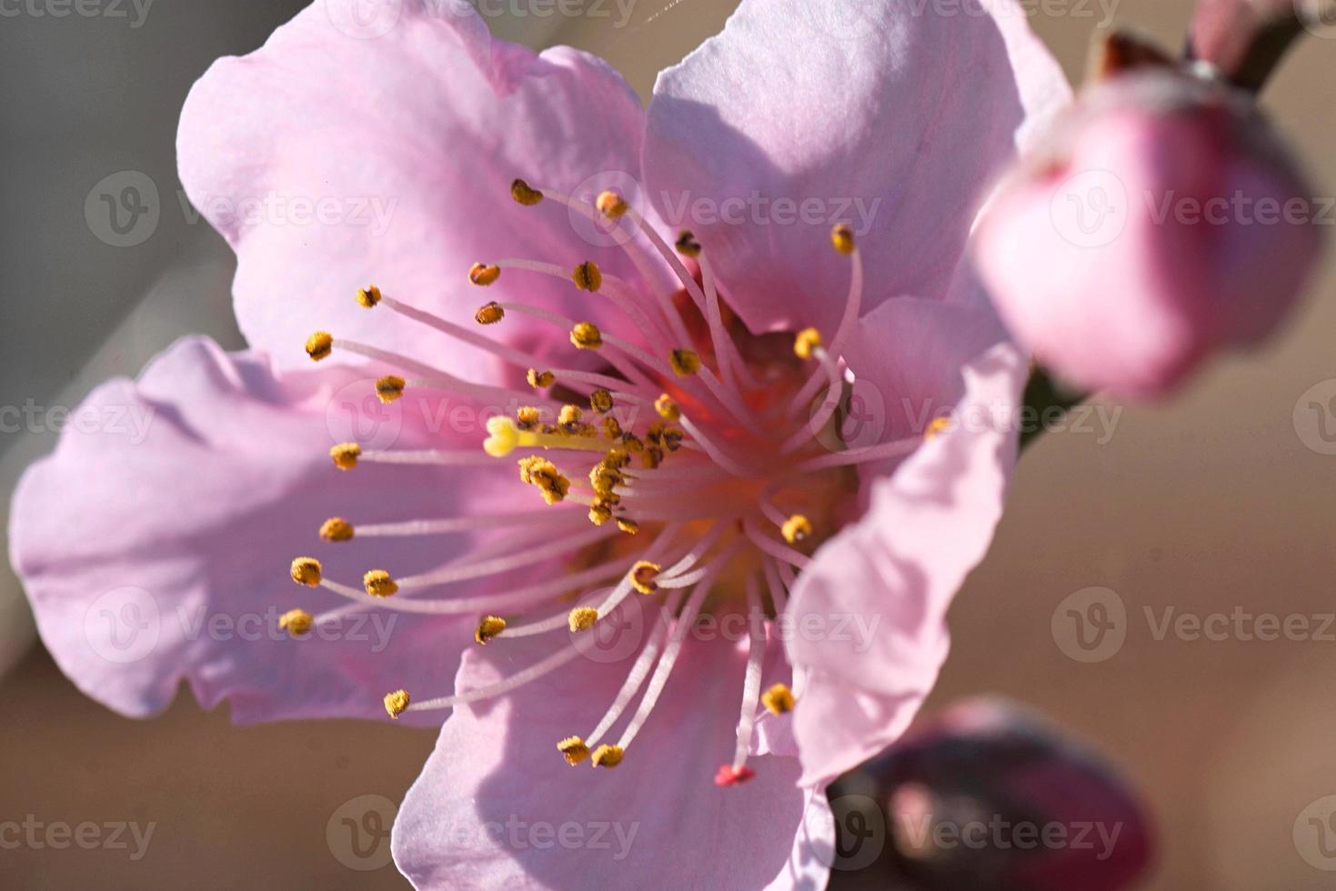 la naturaleza primaveral foto