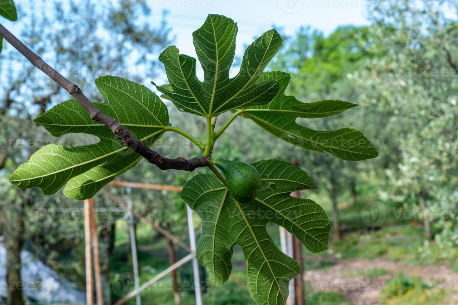 la planta de higo foto