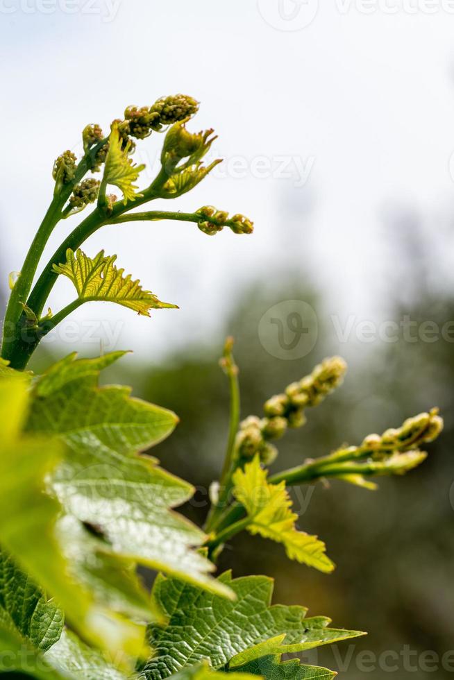 the vine clusters photo