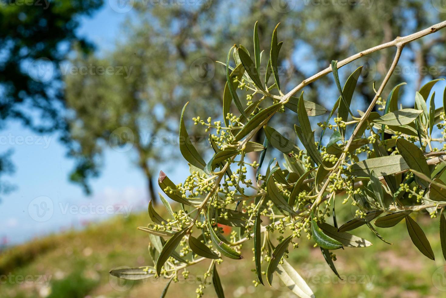 the olive tree and sprouts photo