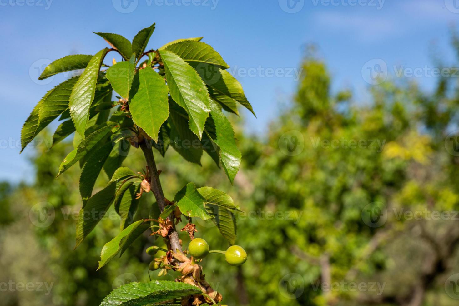 the Cherry tree photo