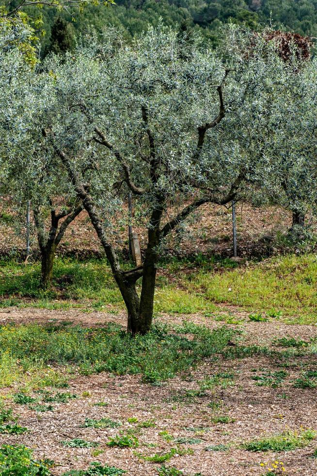 the olive Tree photo