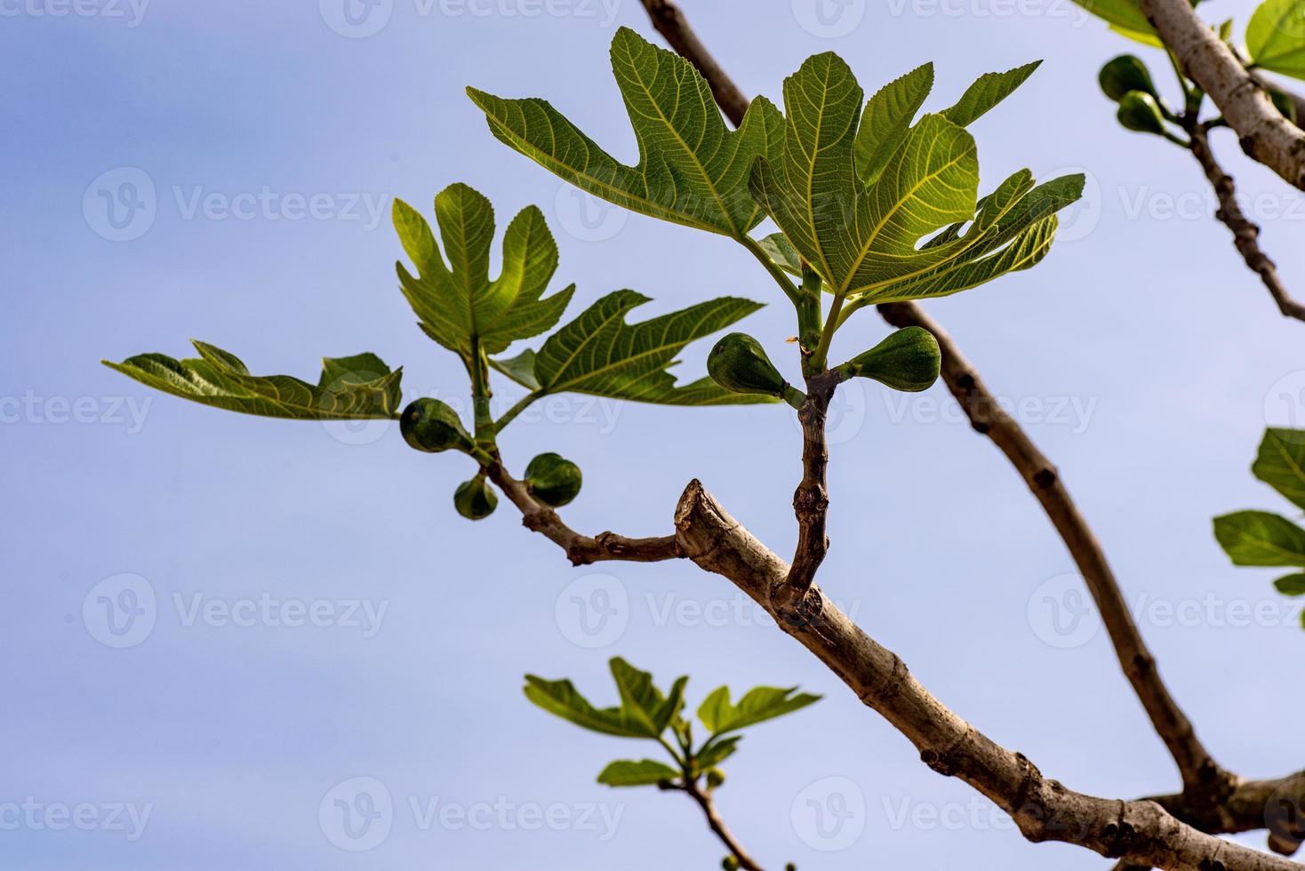 planta de higo en crecimiento foto