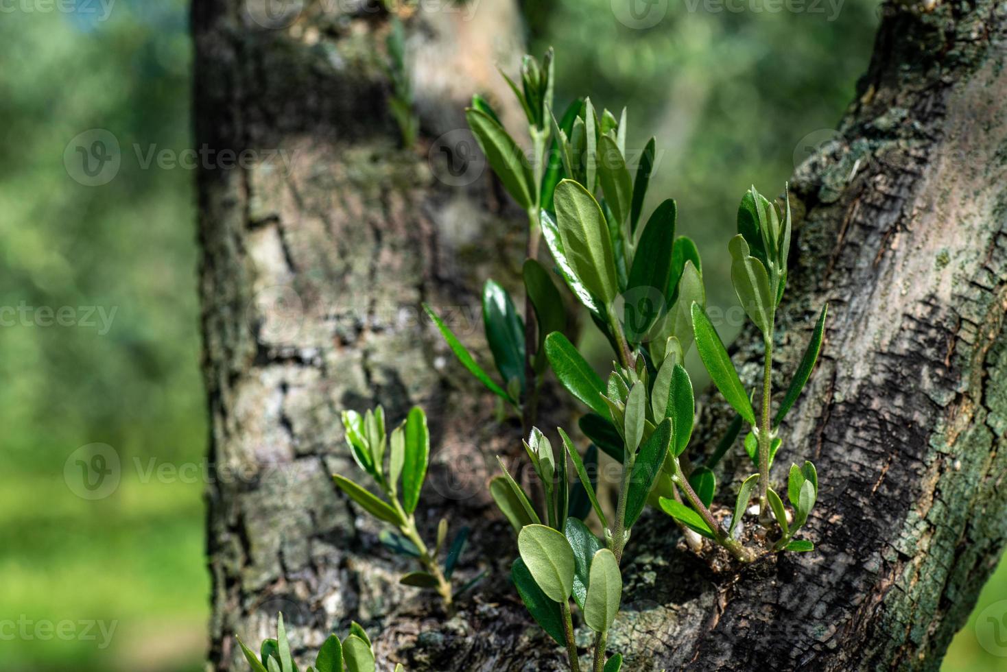 the olive buds photo