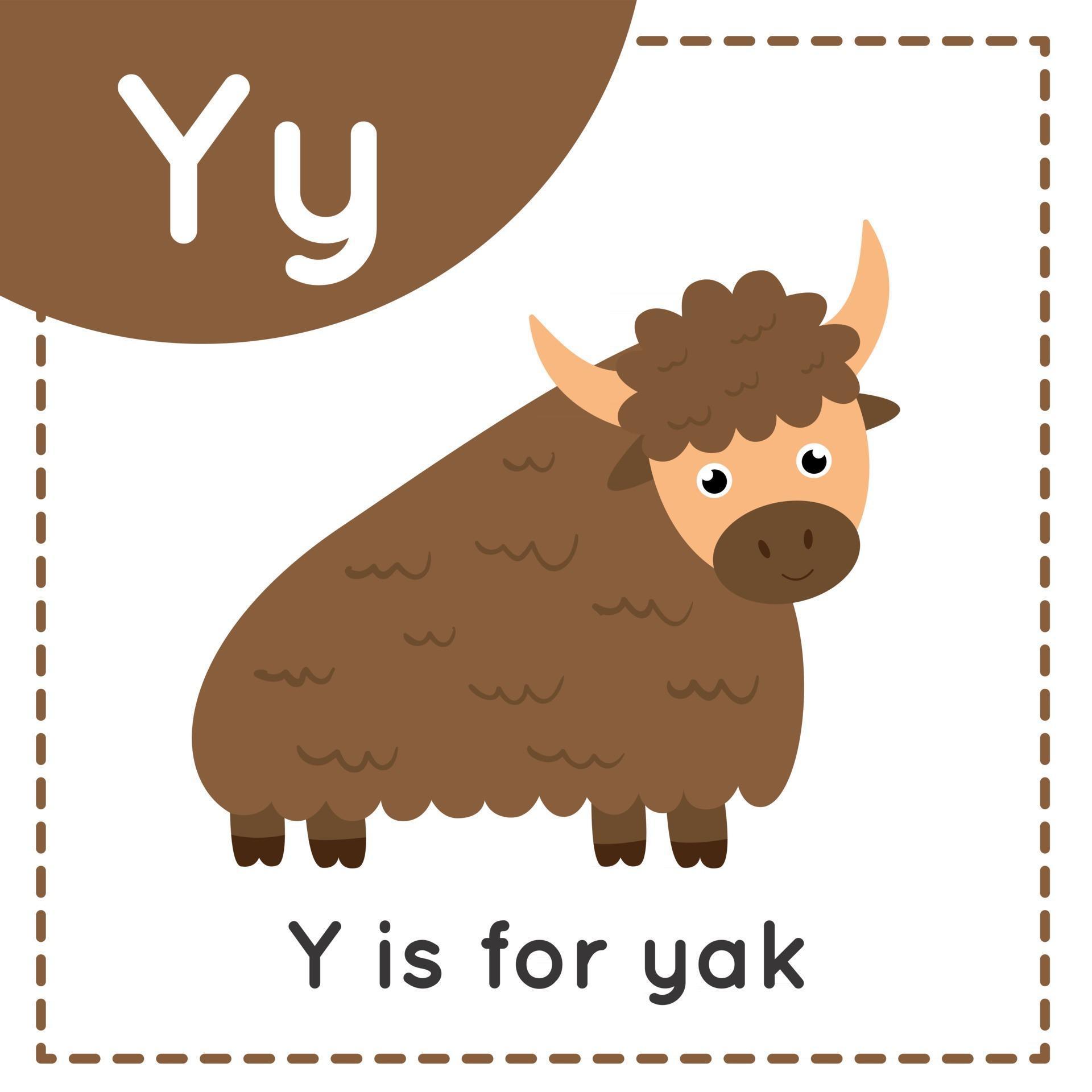 Animal alphabet flashcard for children. Learning letter Y. Y is for yak