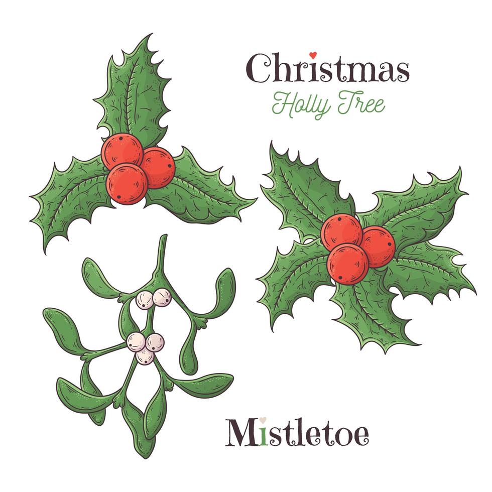 Christmas holly and mistletoe white Vector. vector