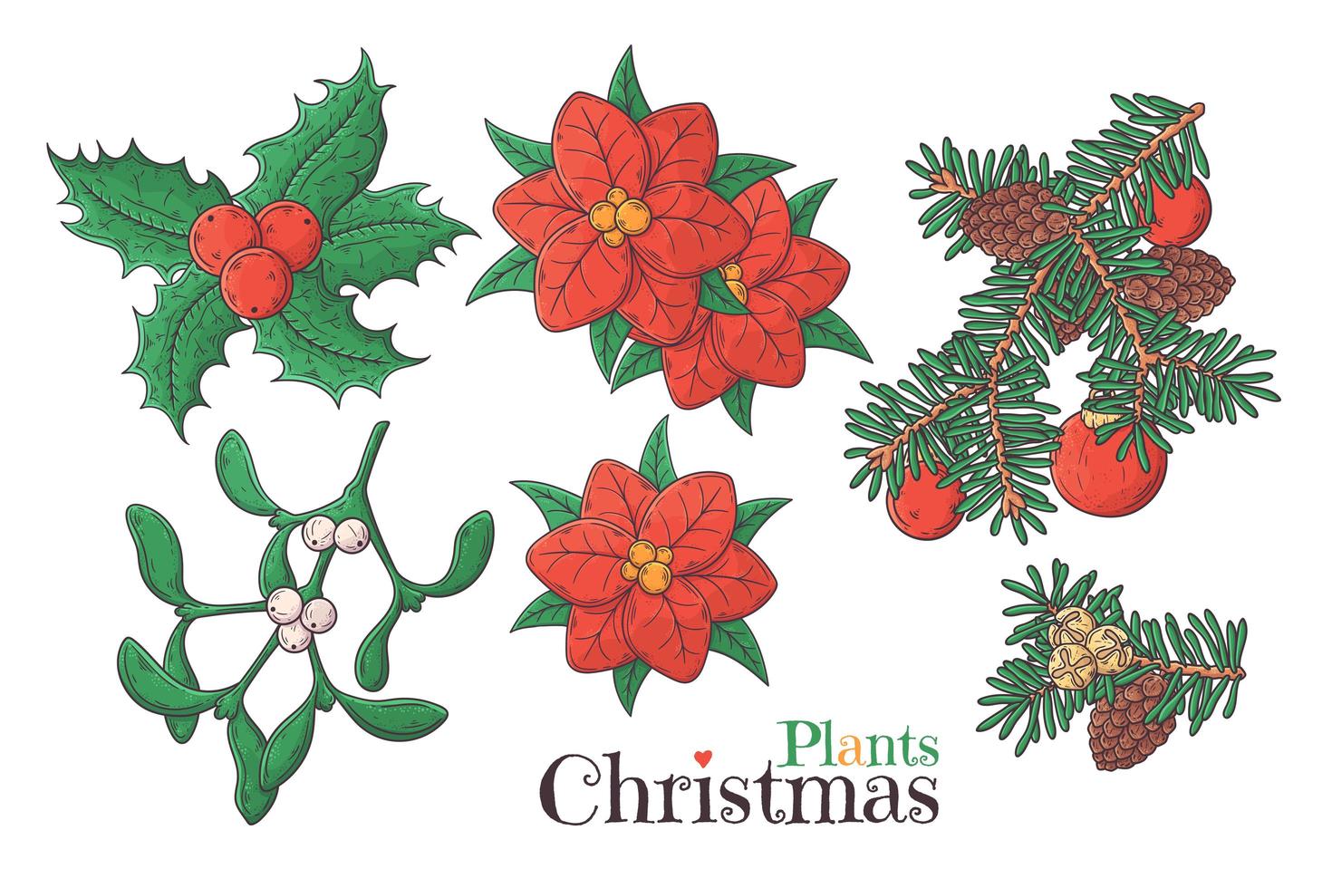 Hand drawn Christmas plants Vector. vector