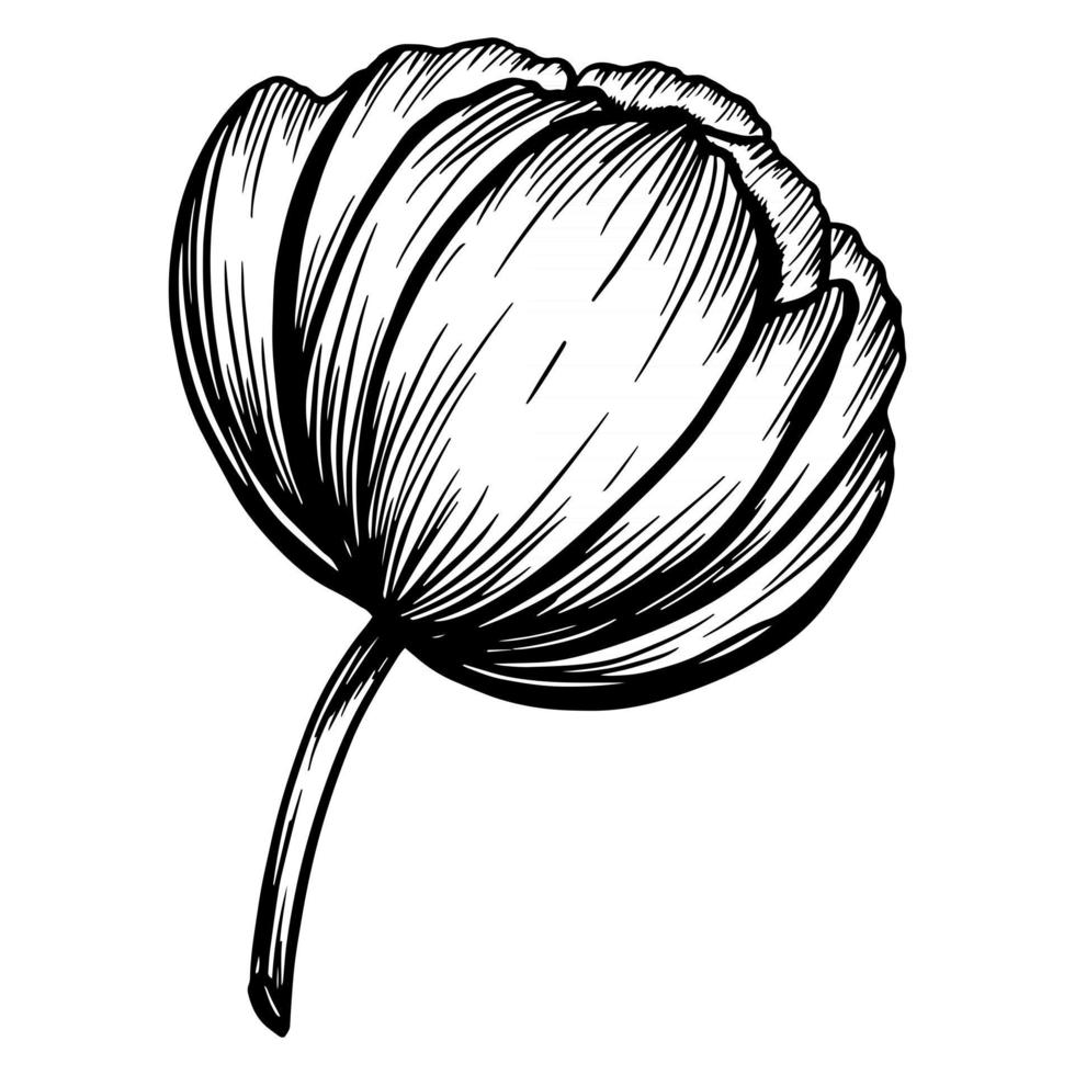 Hand drawn peony flower isolated on white. Vector illustration in sketch style