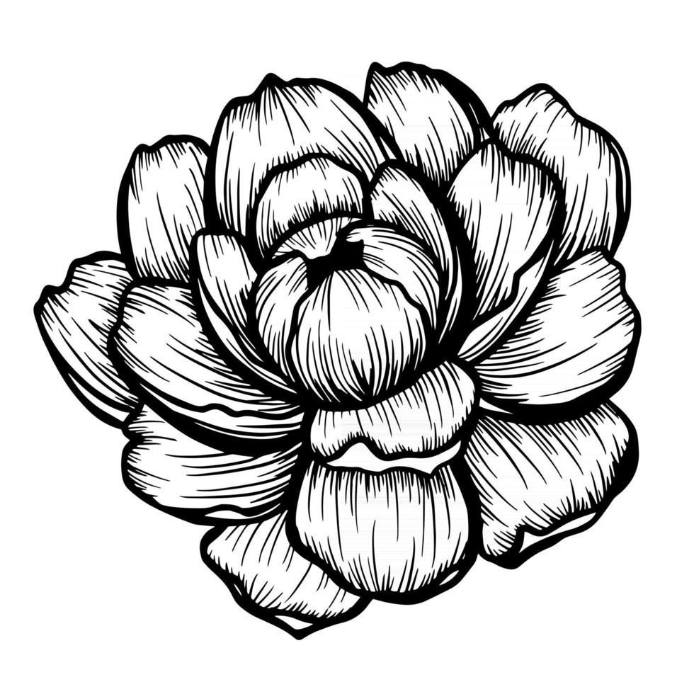 Hand drawn peony flower isolated on white. Vector illustration in sketch style