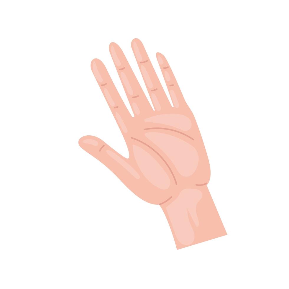 open human hand vector