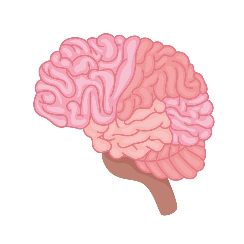 pink brain icon vector