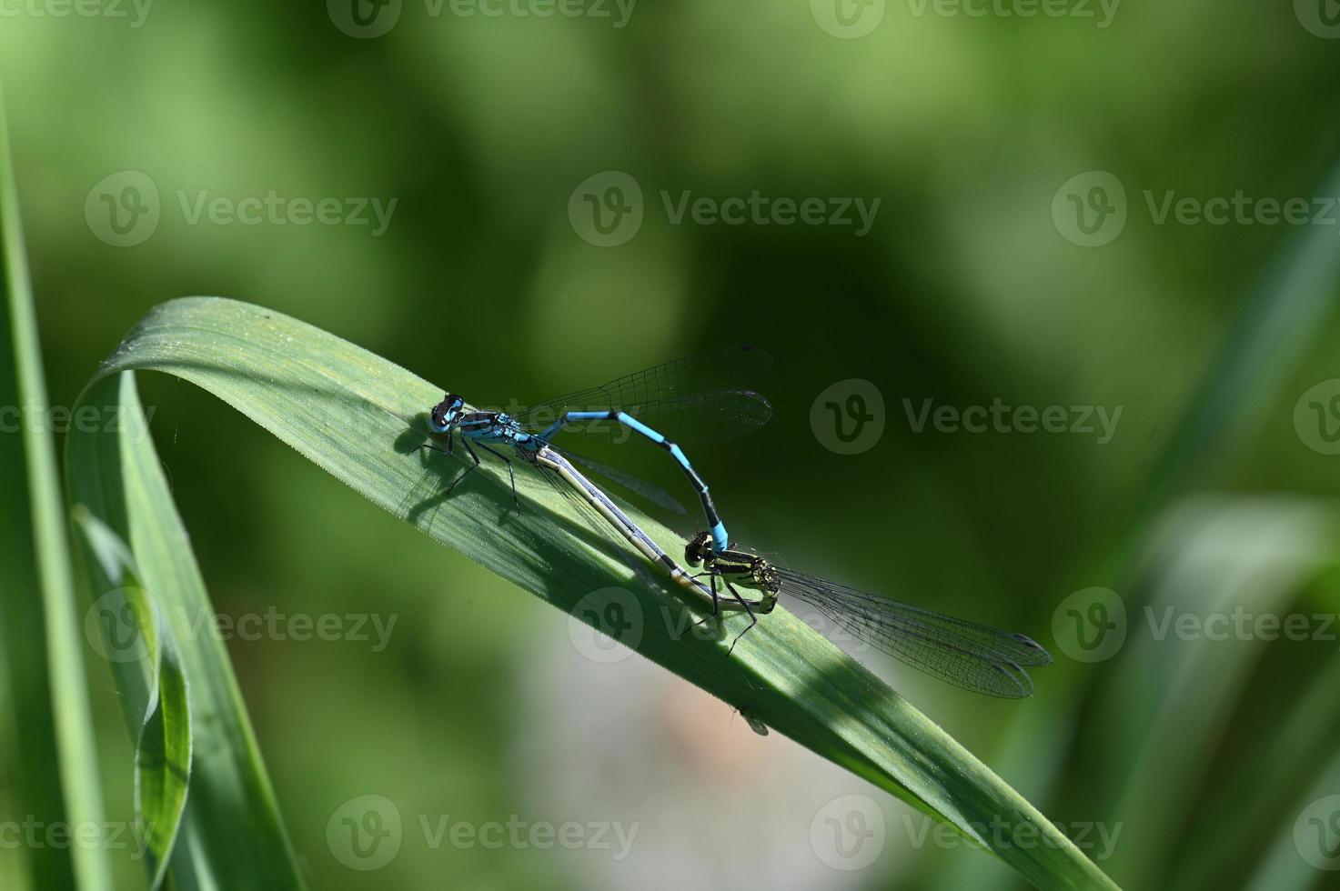 Two dragonflies on a green leaf photo