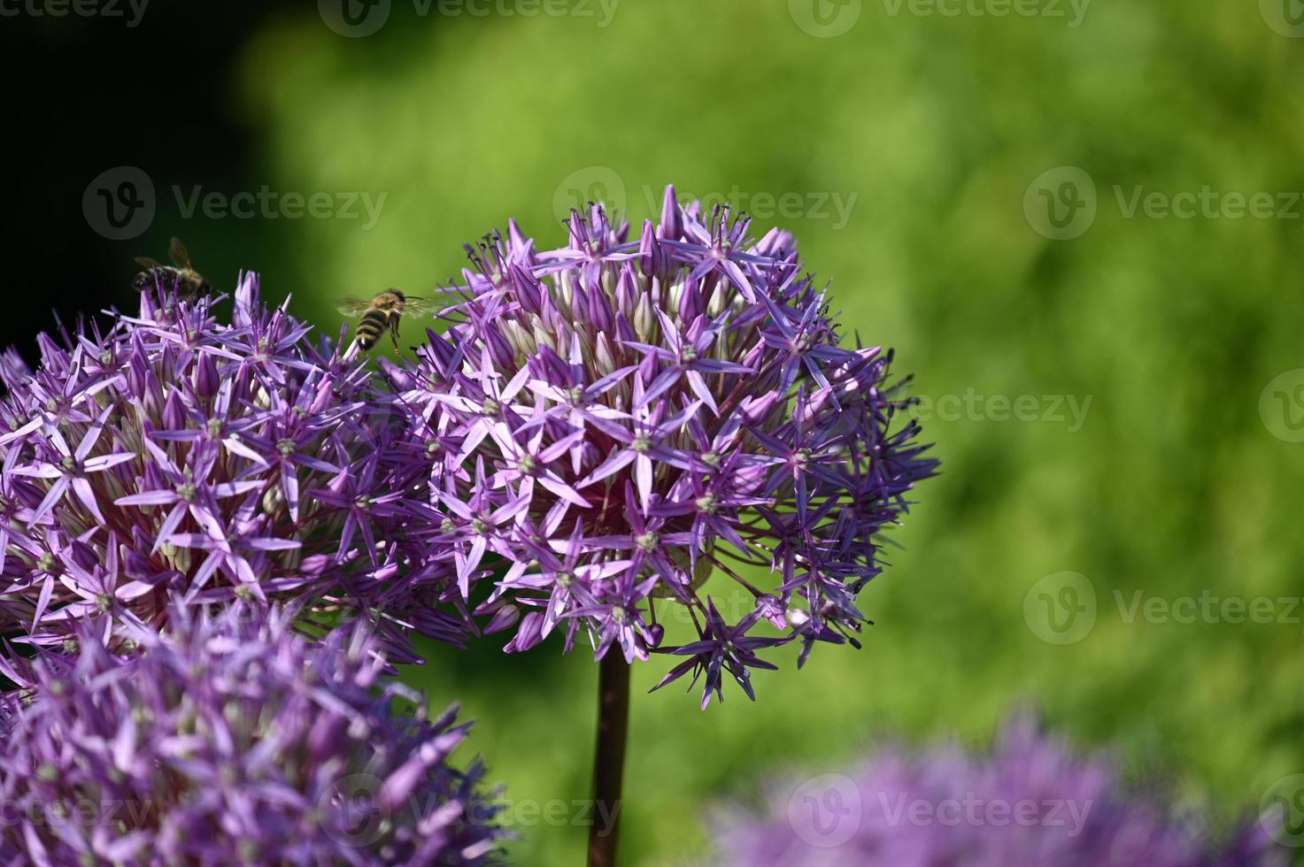Purple ornamental garlic flowers and bee 2695508 Stock Photo at Vecteezy
