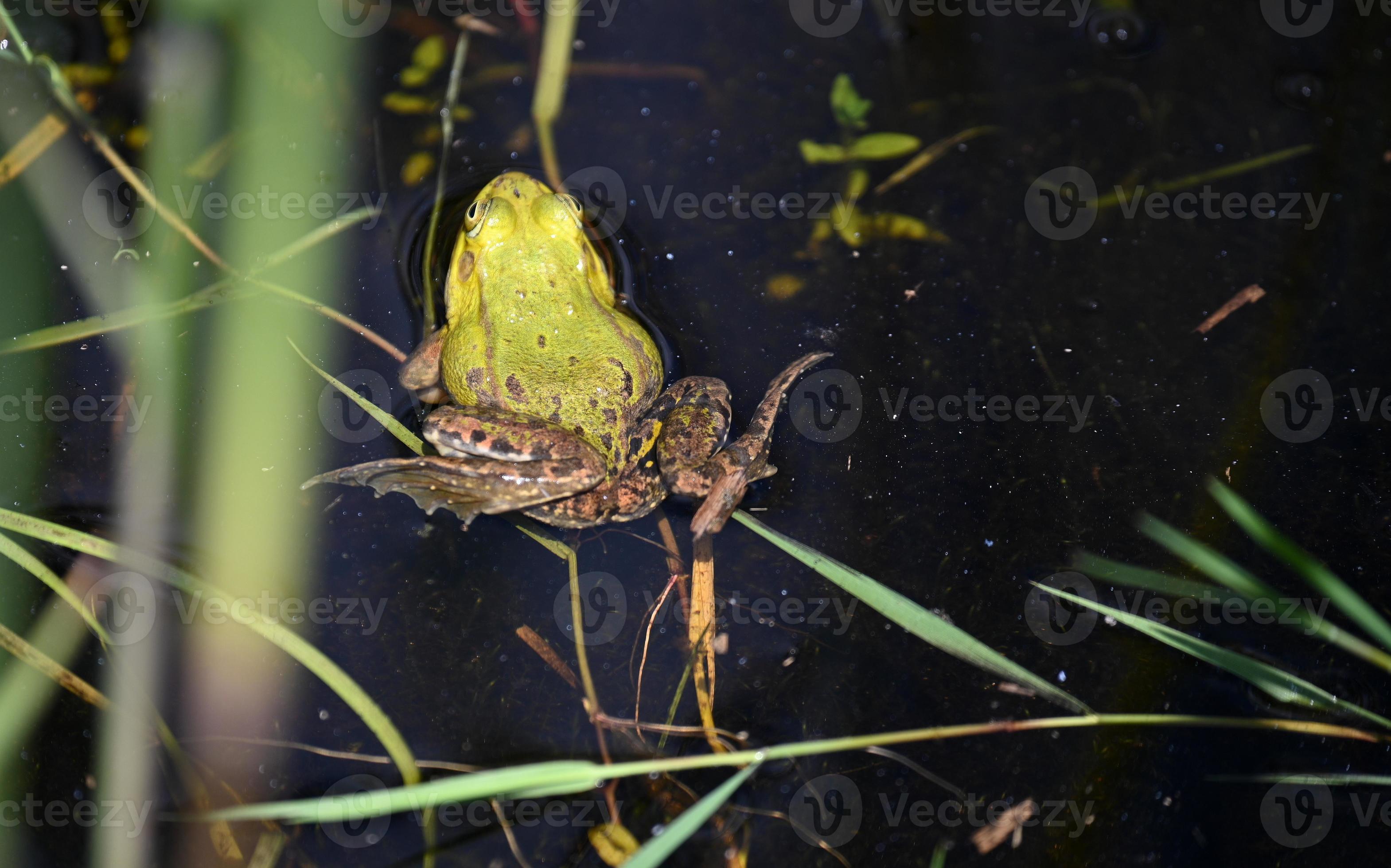 Big green frog 2695511 Stock Photo at Vecteezy