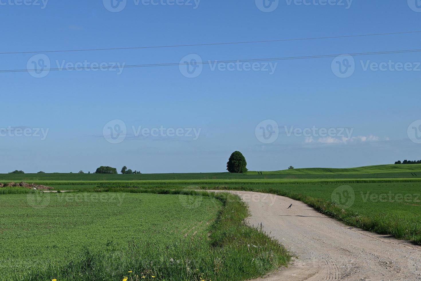 un sinuoso camino de ripio entre campos foto