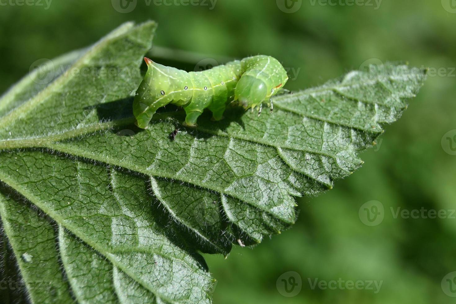 Green worm on a leaf photo