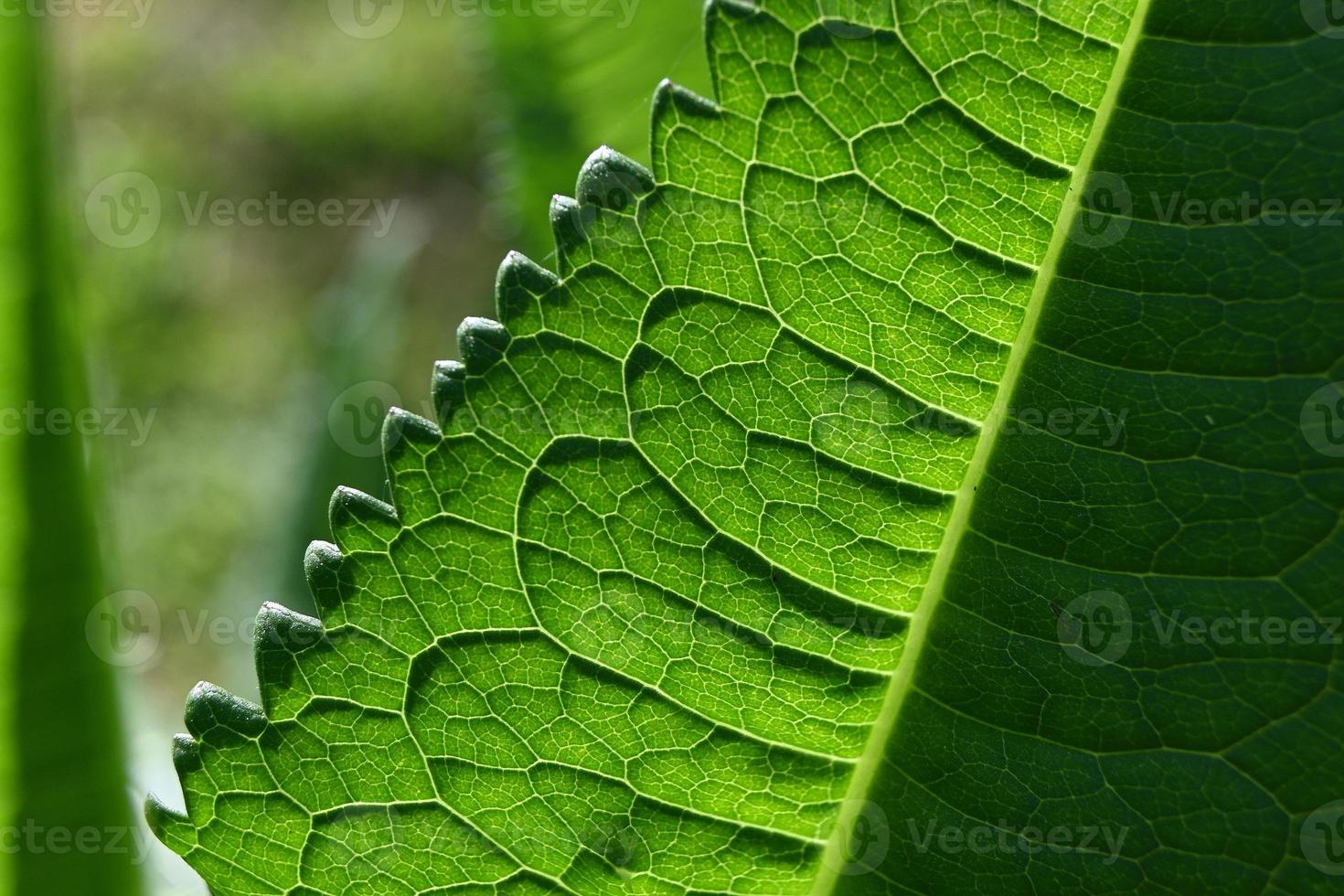 estructura de hoja verde foto