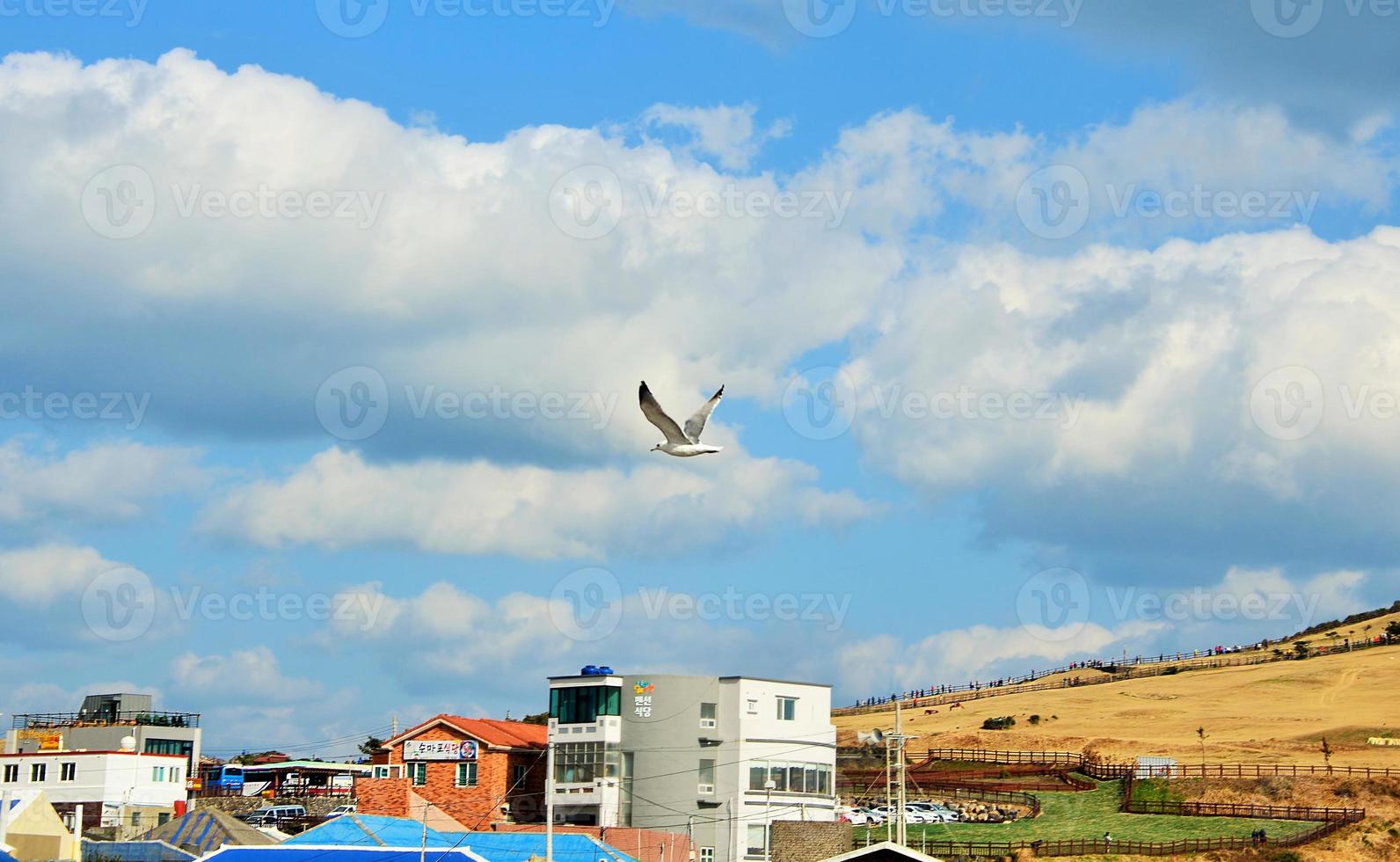 Bird in flight, Jeju island, South Korea photo