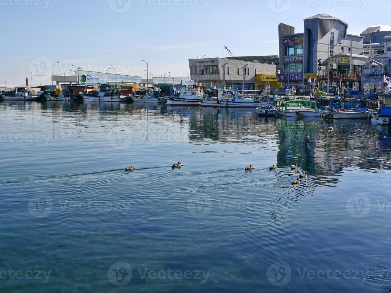 aves marinas en la bahía de la ciudad de sokcho. Corea del Sur. diciembre de 2017 foto