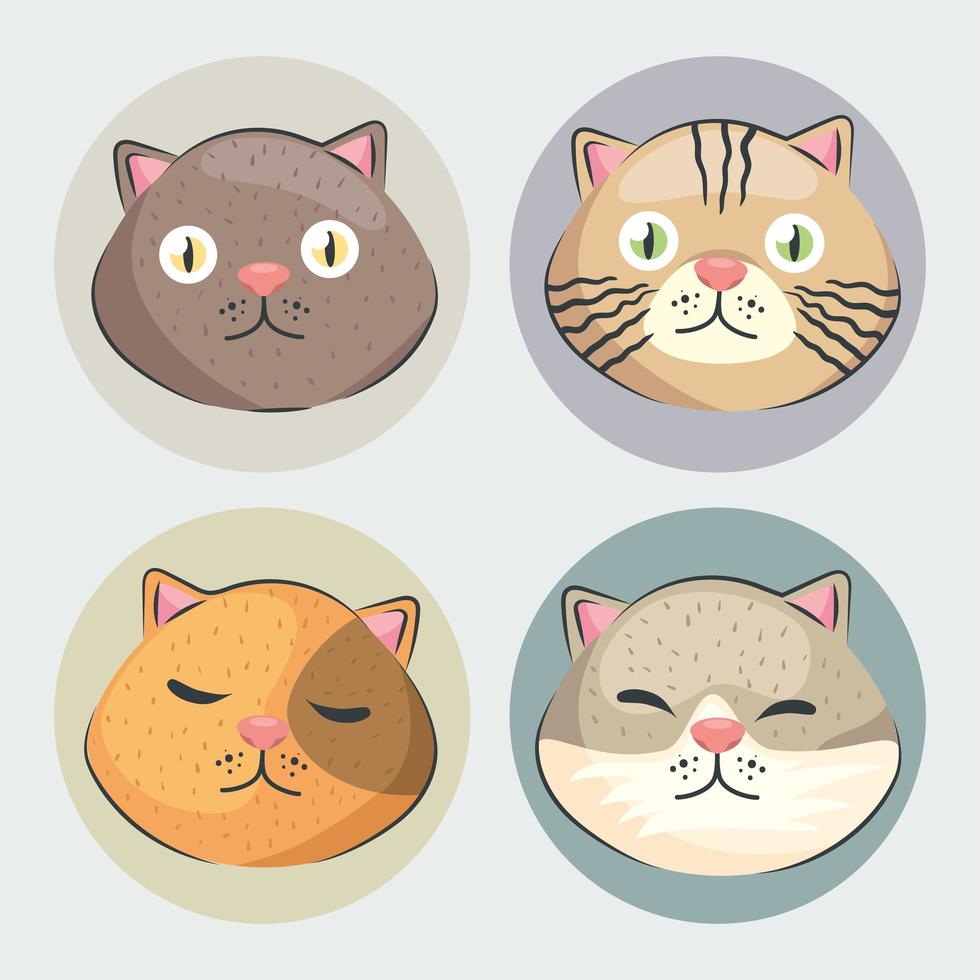 gatos de cuatro cabezas vector