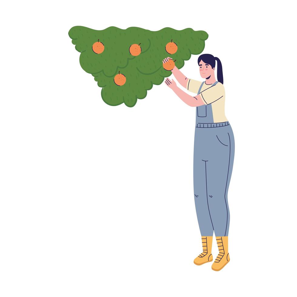 farmer female cultivating oranges avatar character vector