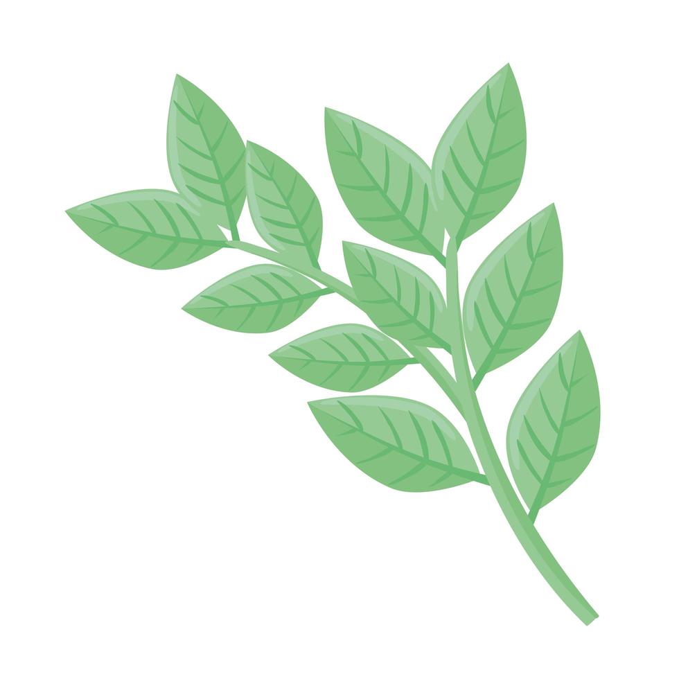 branches with leafs plant spring season vector