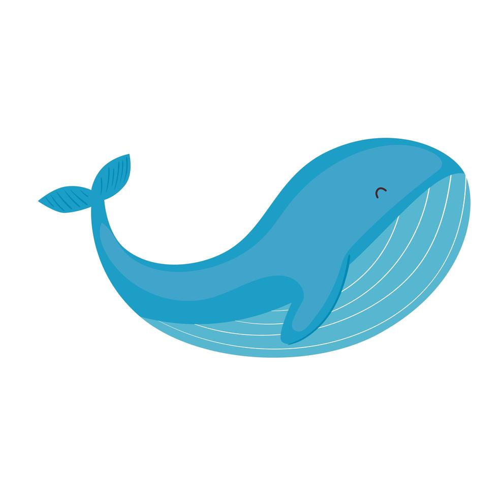 wild whale fish swimming sealife icon vector