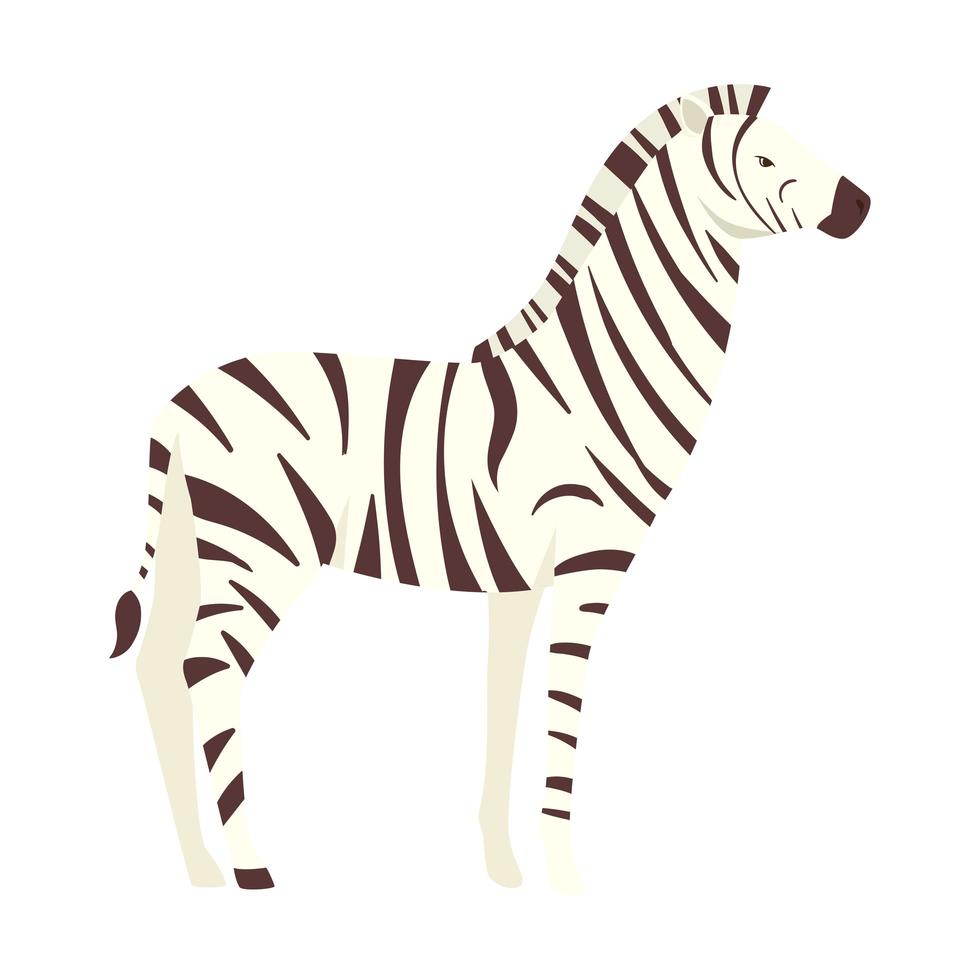 zebra african animal wild character vector