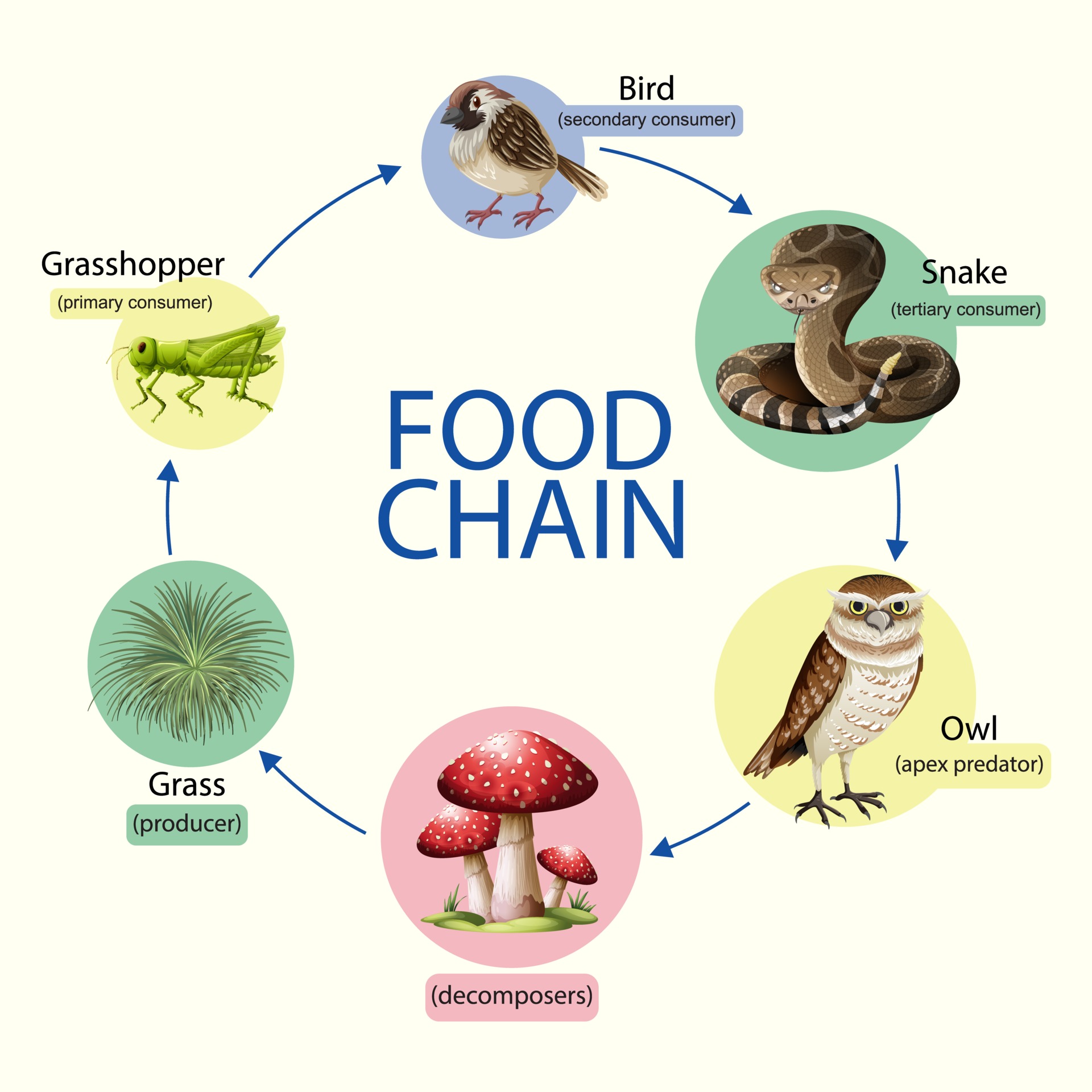 Food chain diagram concept 2697763 Vector Art at Vecteezy Biology Diagrams