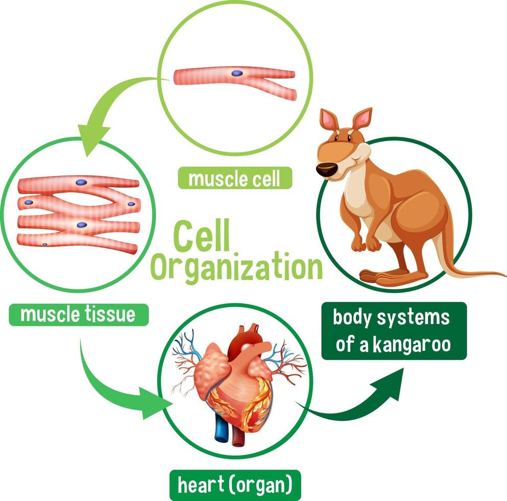 Diagram showing cell organization in a kangaroo vector