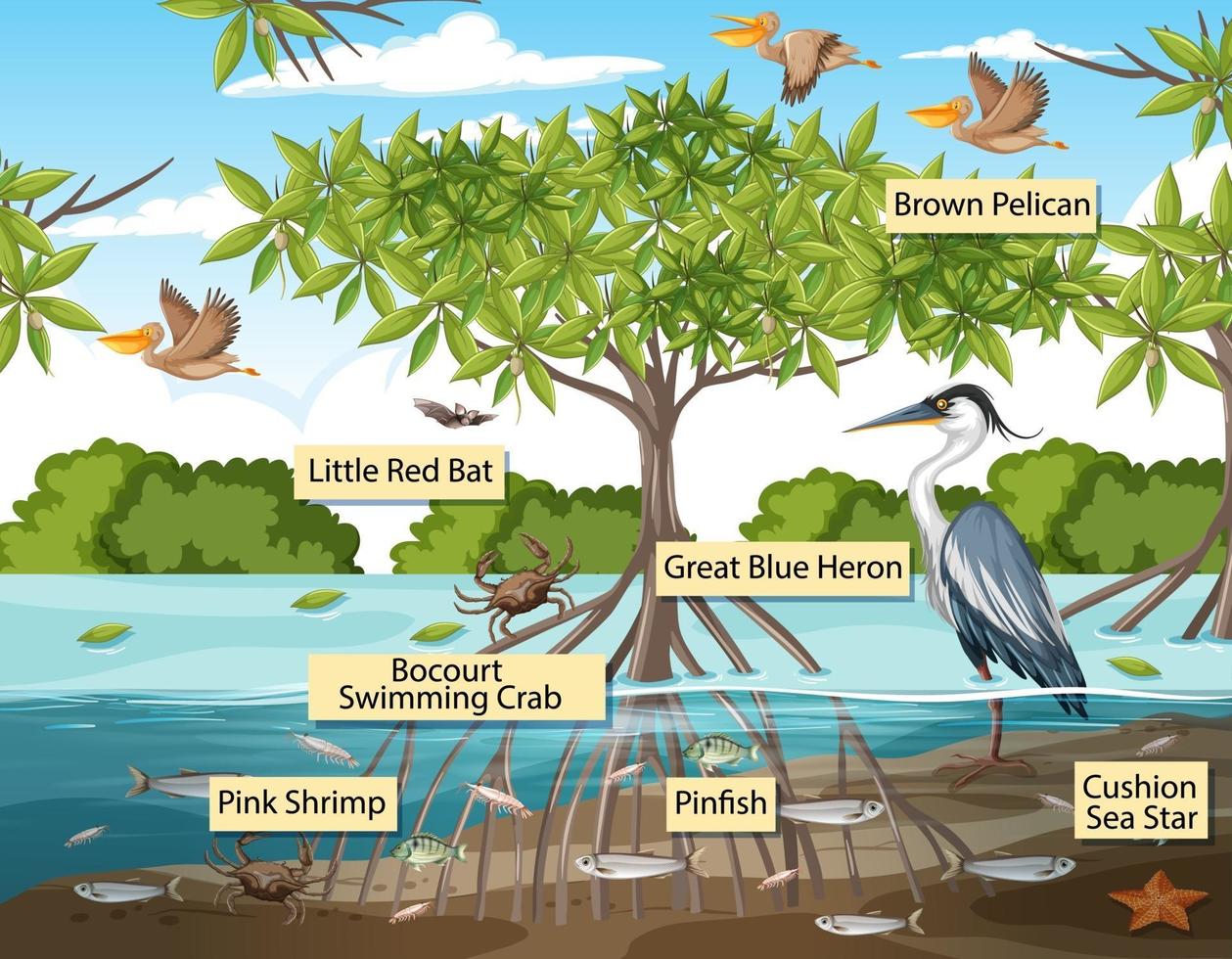 animales salvajes con nombre de etiqueta en la escena del bosque de manglares vector