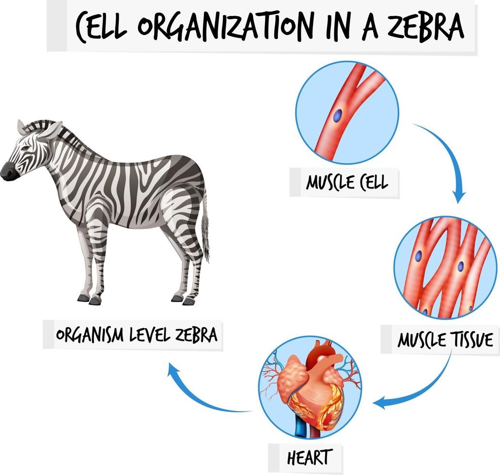 Diagram showing cell organization in a zebra vector