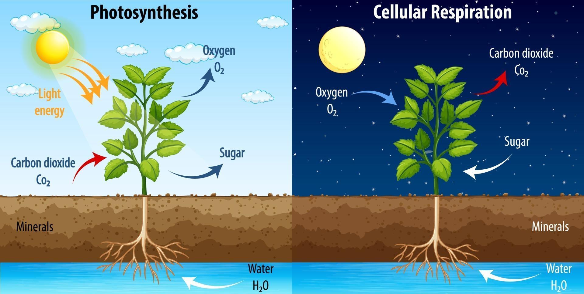 Diagram showing process of photosynthesis and cellular respiration vector