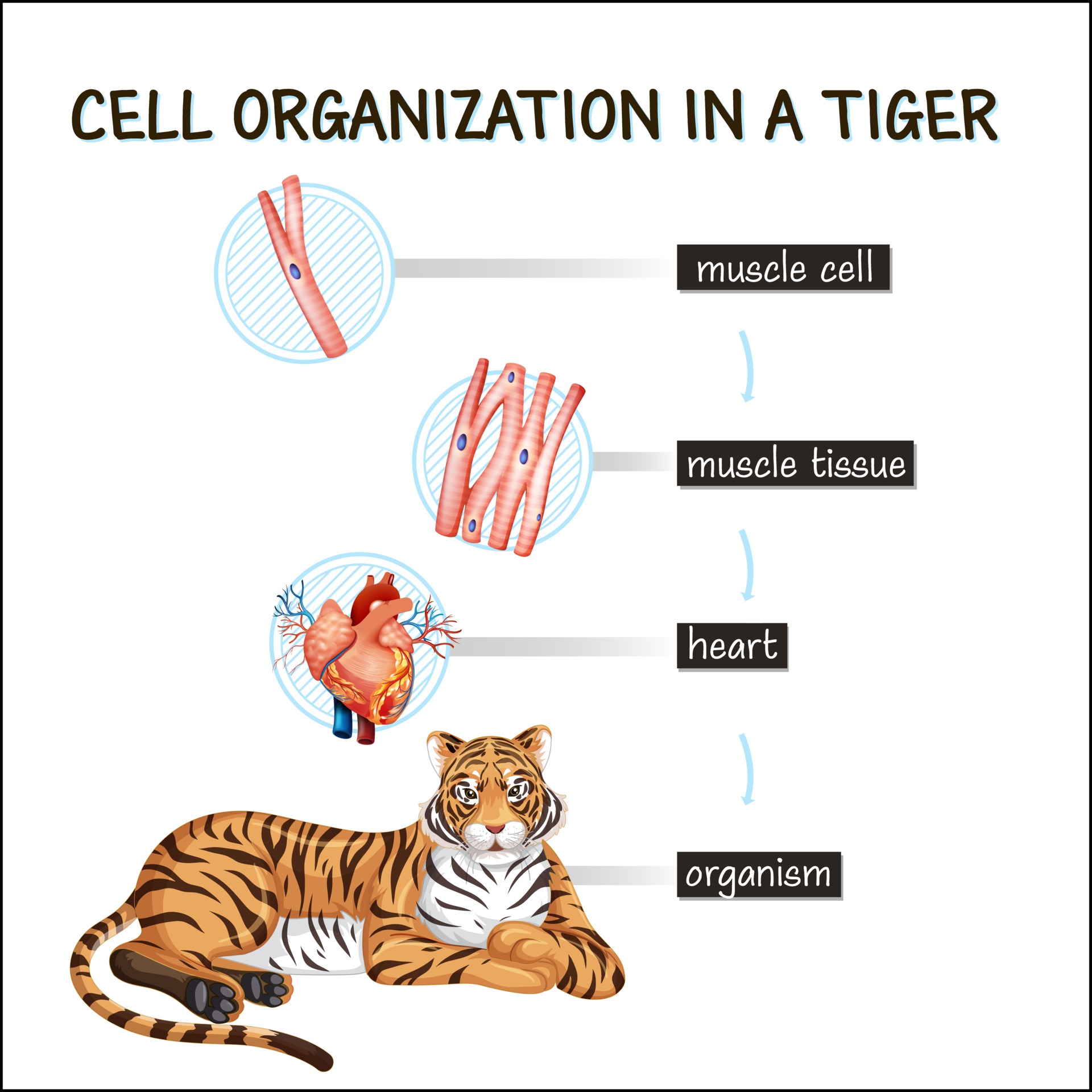 Diagram of a tiger