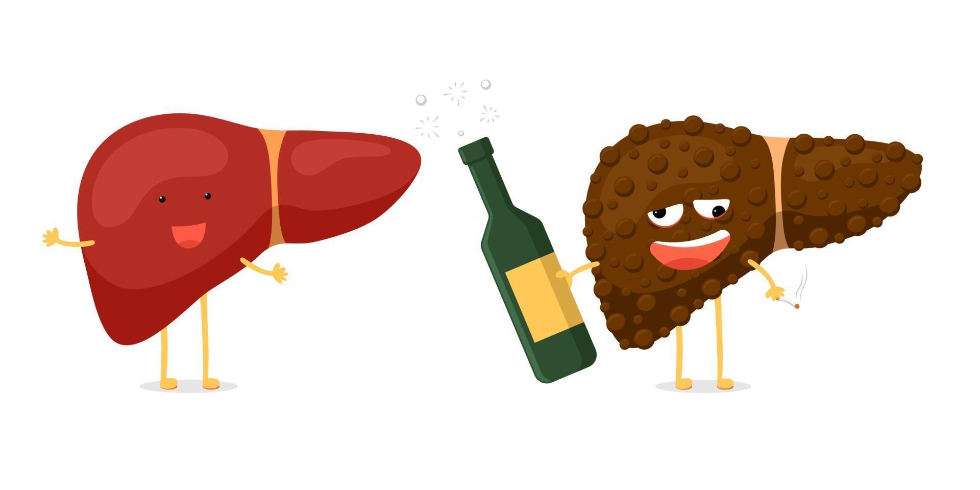 Healthy fun and sick unhealthy ill drunk liver character hold in hand alcohol bottle and cigarette. Human exocrine gland organ destruction concept. Vector hepatic comparison illustration