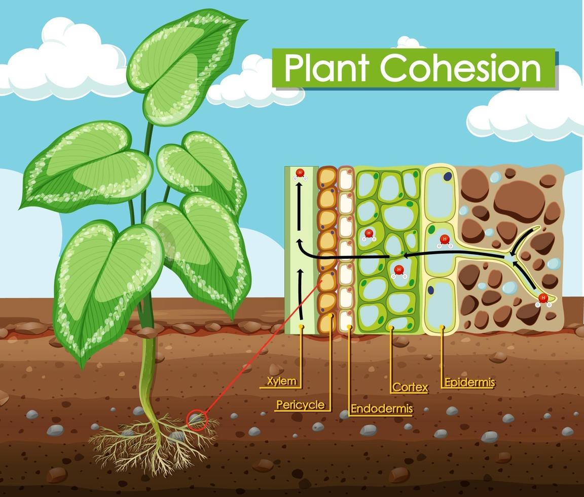 Diagram showing Plant Cohesion vector