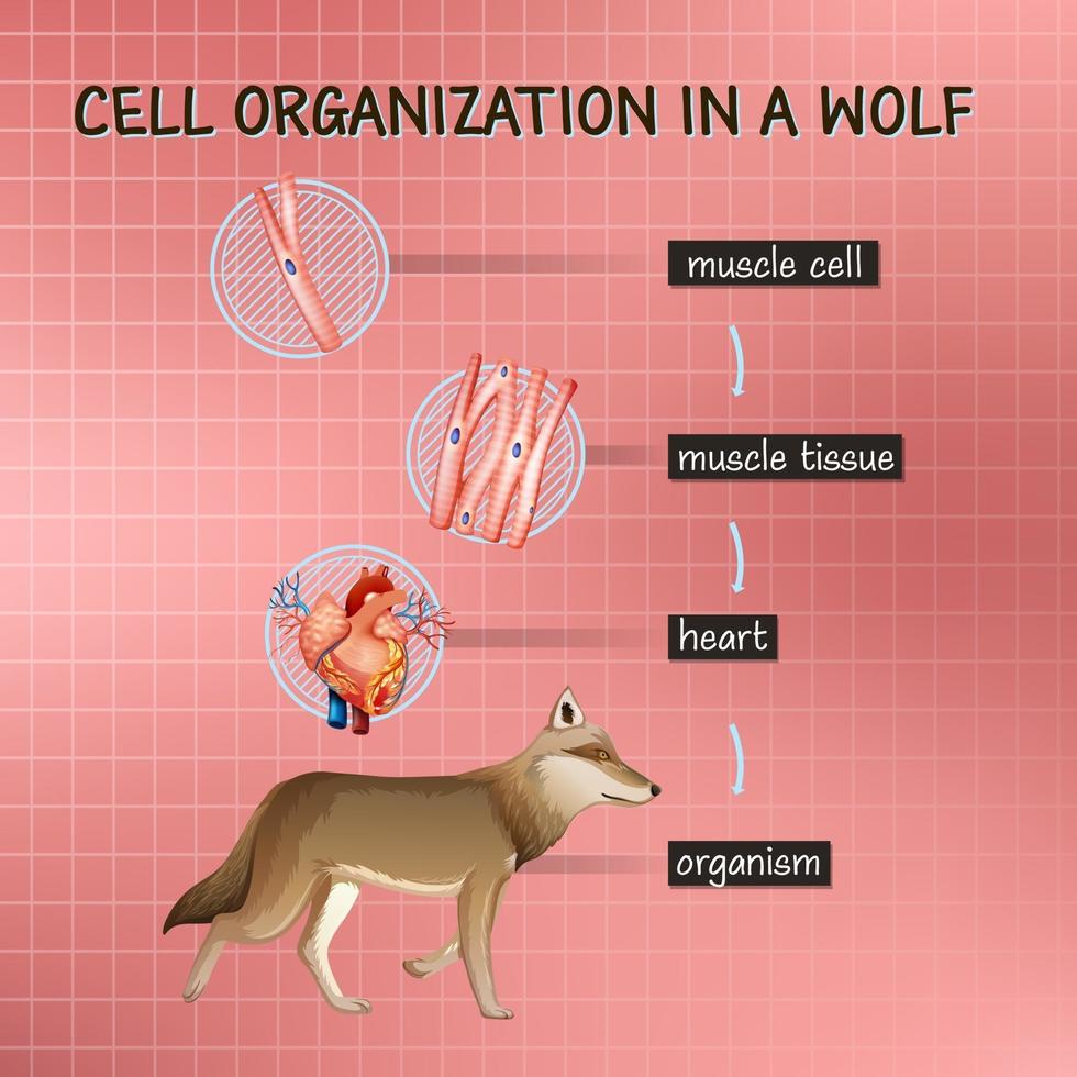 diagrama que muestra la organización celular en un lobo vector