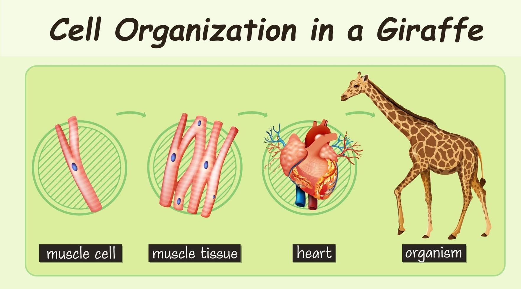 Diagram showing cell organization in a giraffe vector