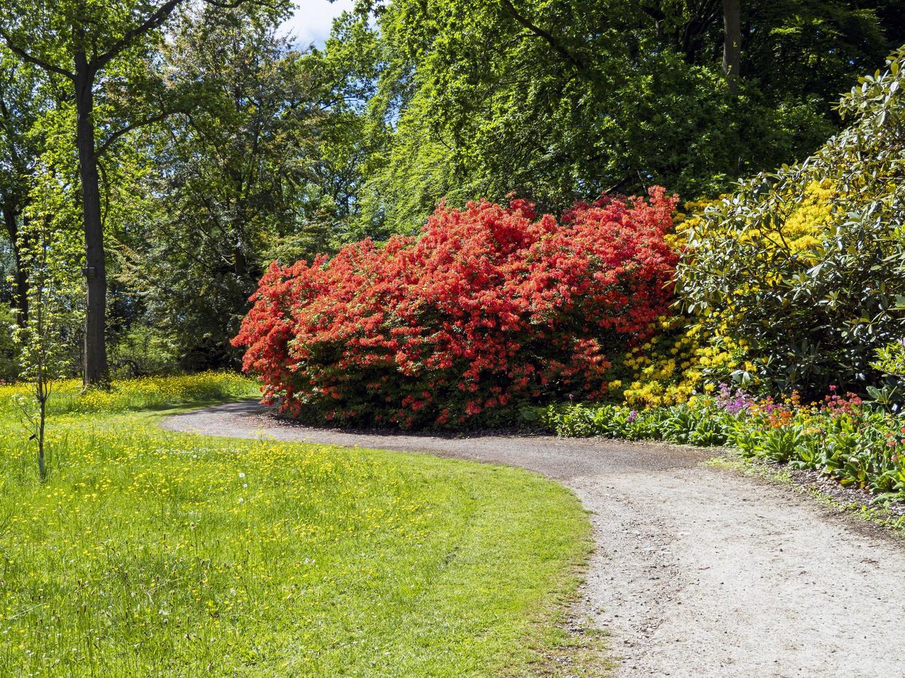 Hermoso arbusto de rododendro naranja en flor en un parque foto