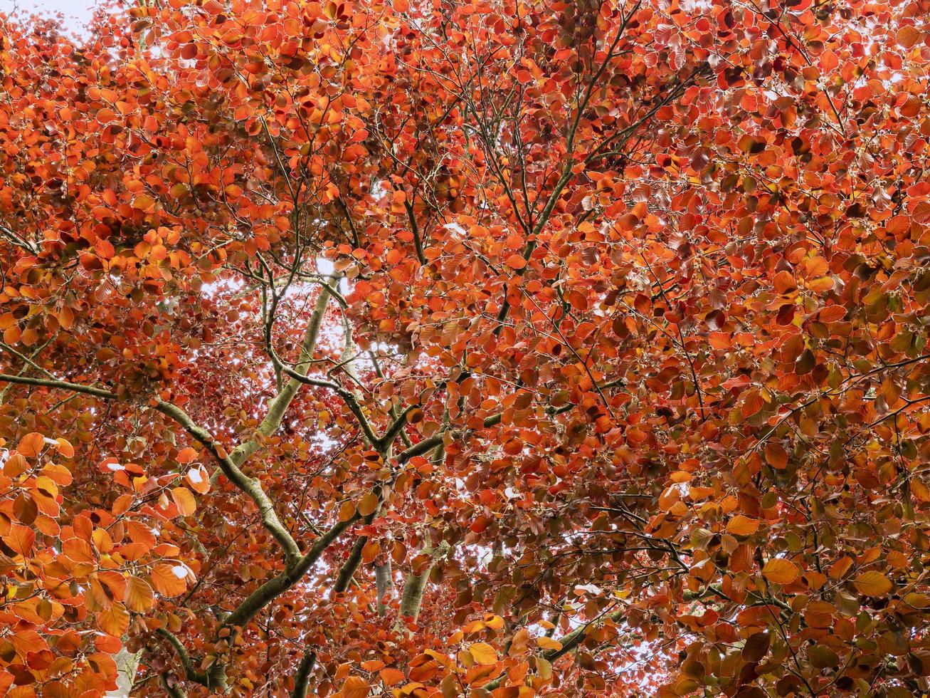 Orange leaves on a copper beech tree seen from below photo