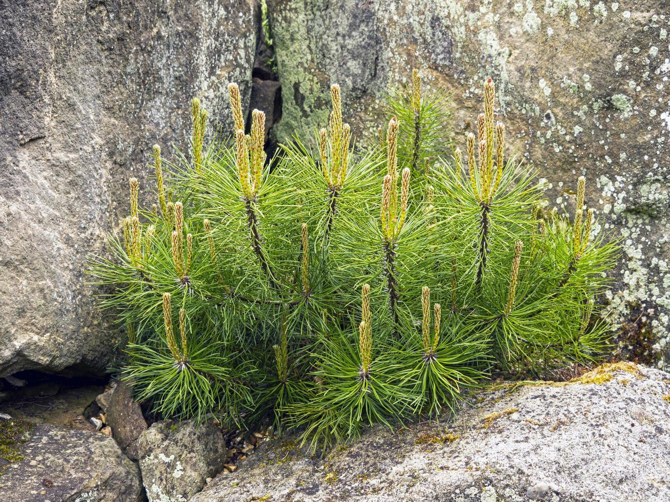 Pino enano en un jardín de rocas foto