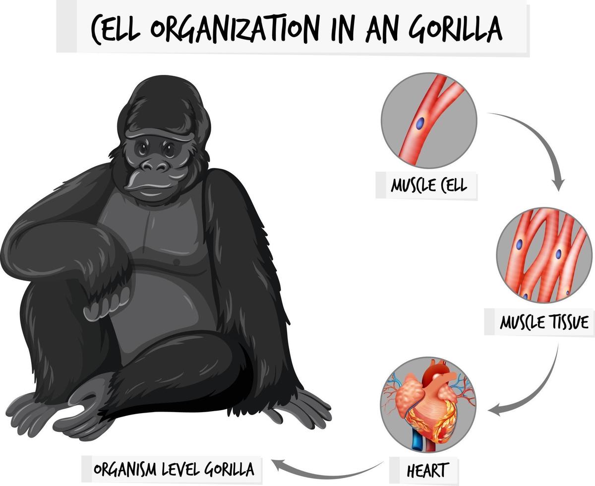 Diagram showing cell organization in a gorilla vector