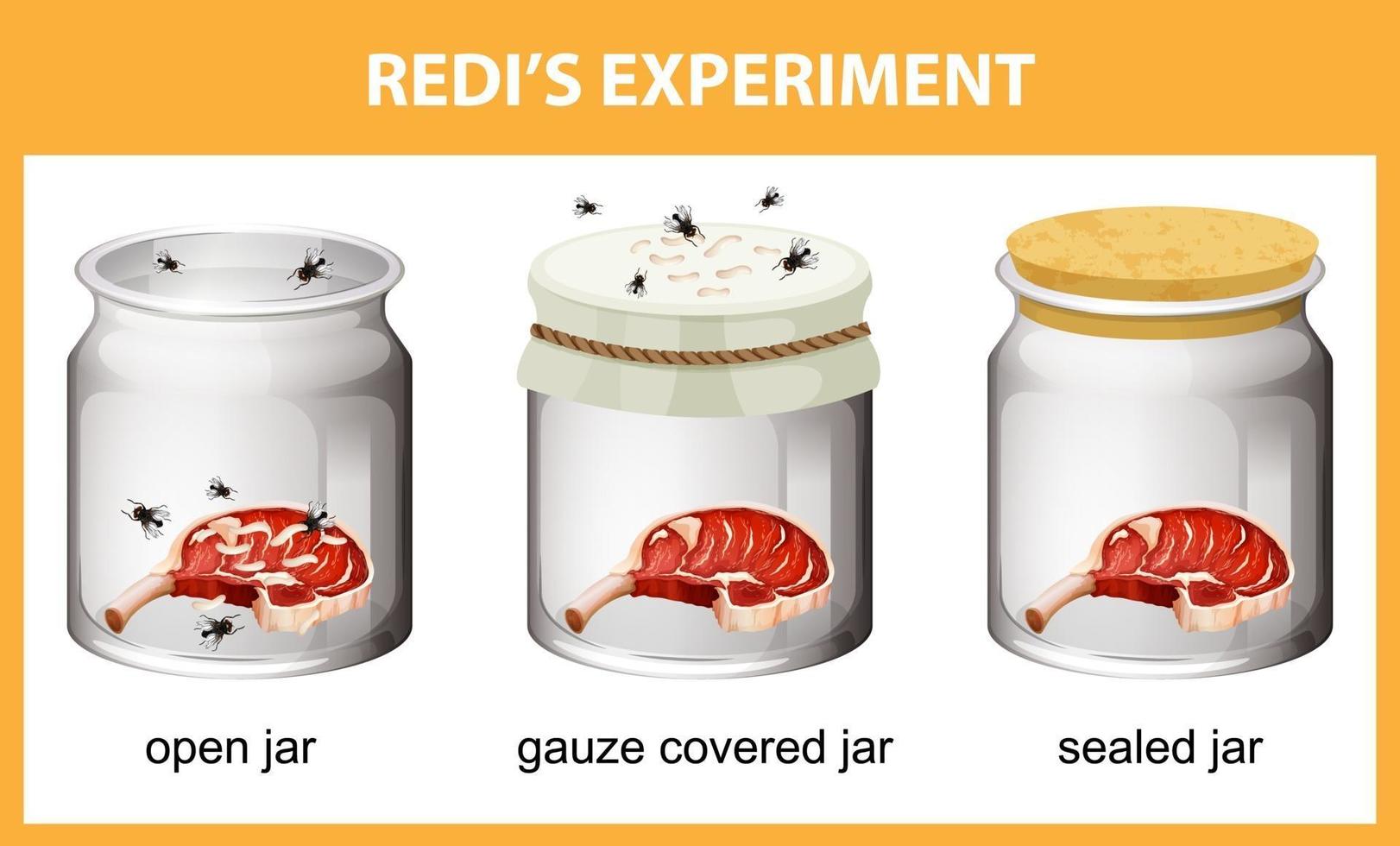 Redi's Experiment diagram for education vector