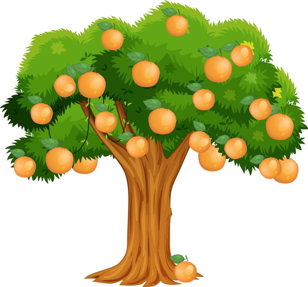 Orange tree isolated on white background vector