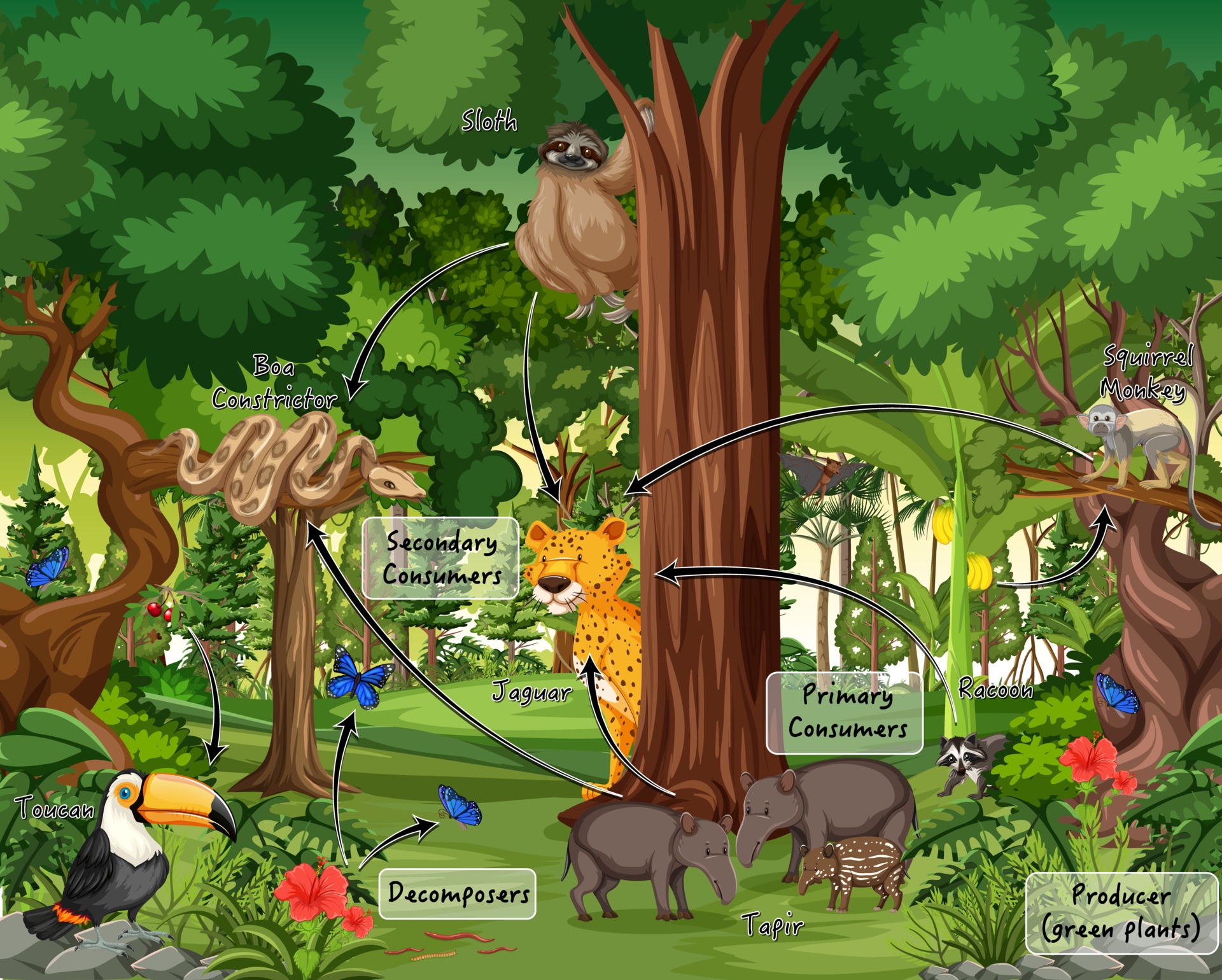 Diagram showing animal food chain on forest background 2701671 Vector