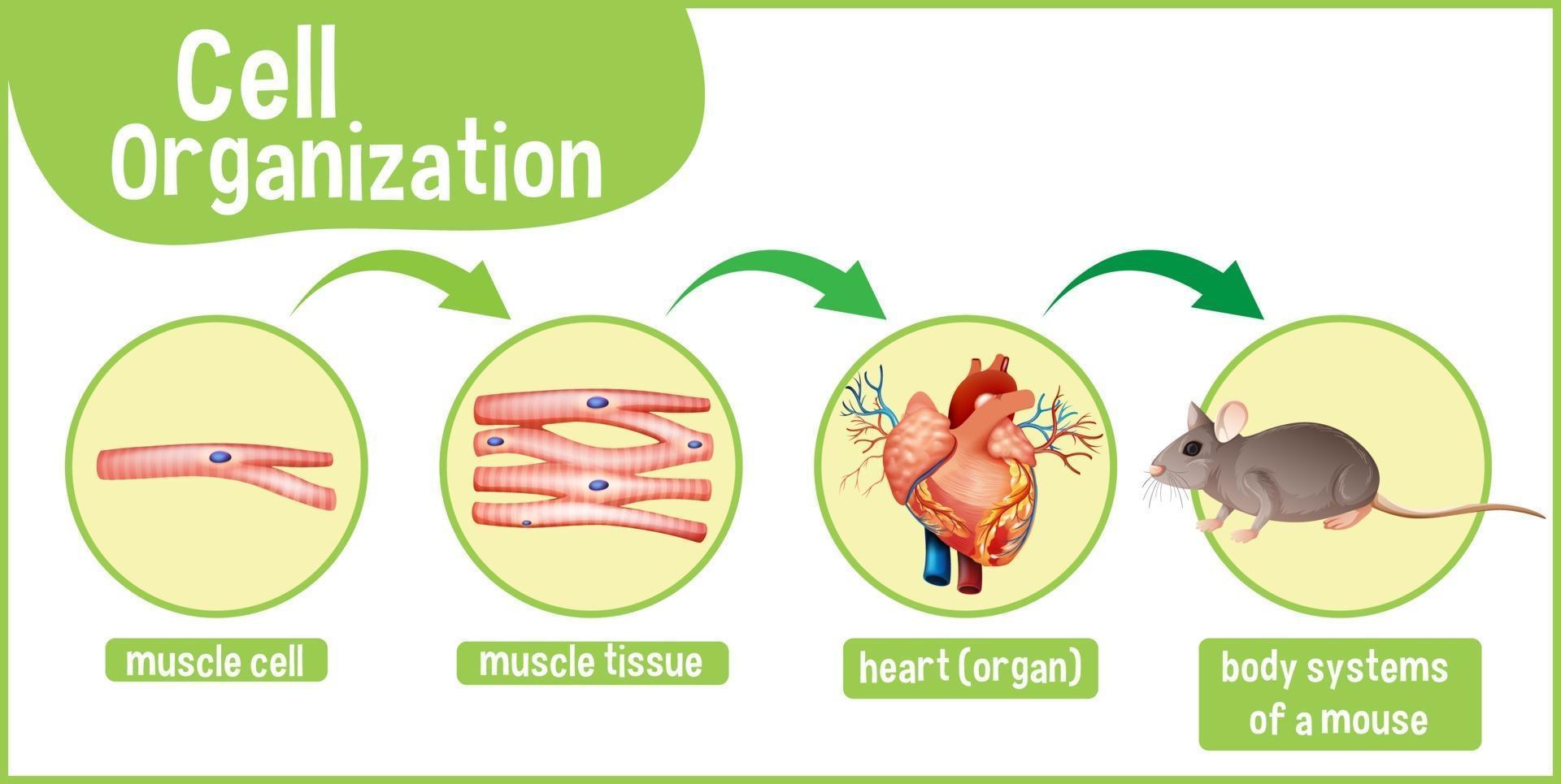 Diagram showing cell organization in a mouse vector