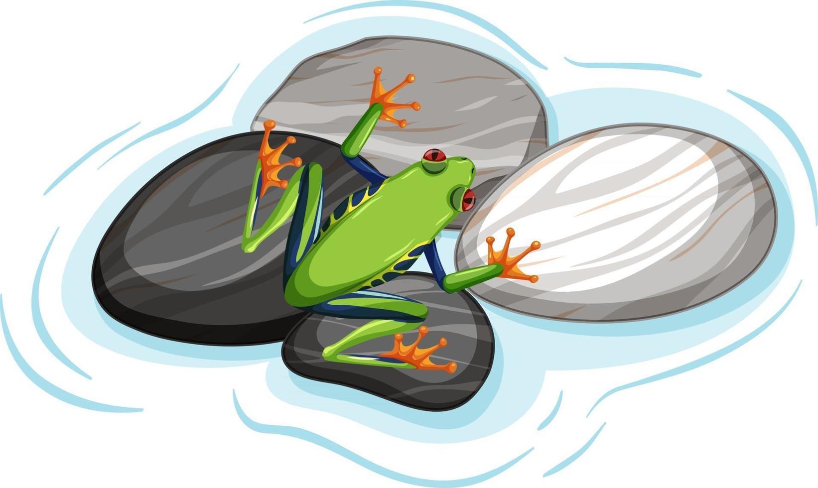 Top view of a green frog on stones leaf isolated vector