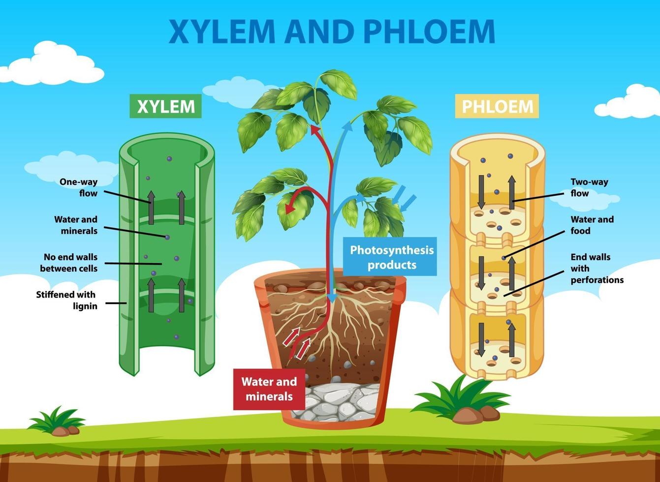 Diagram showing xylem and phloem of plant vector