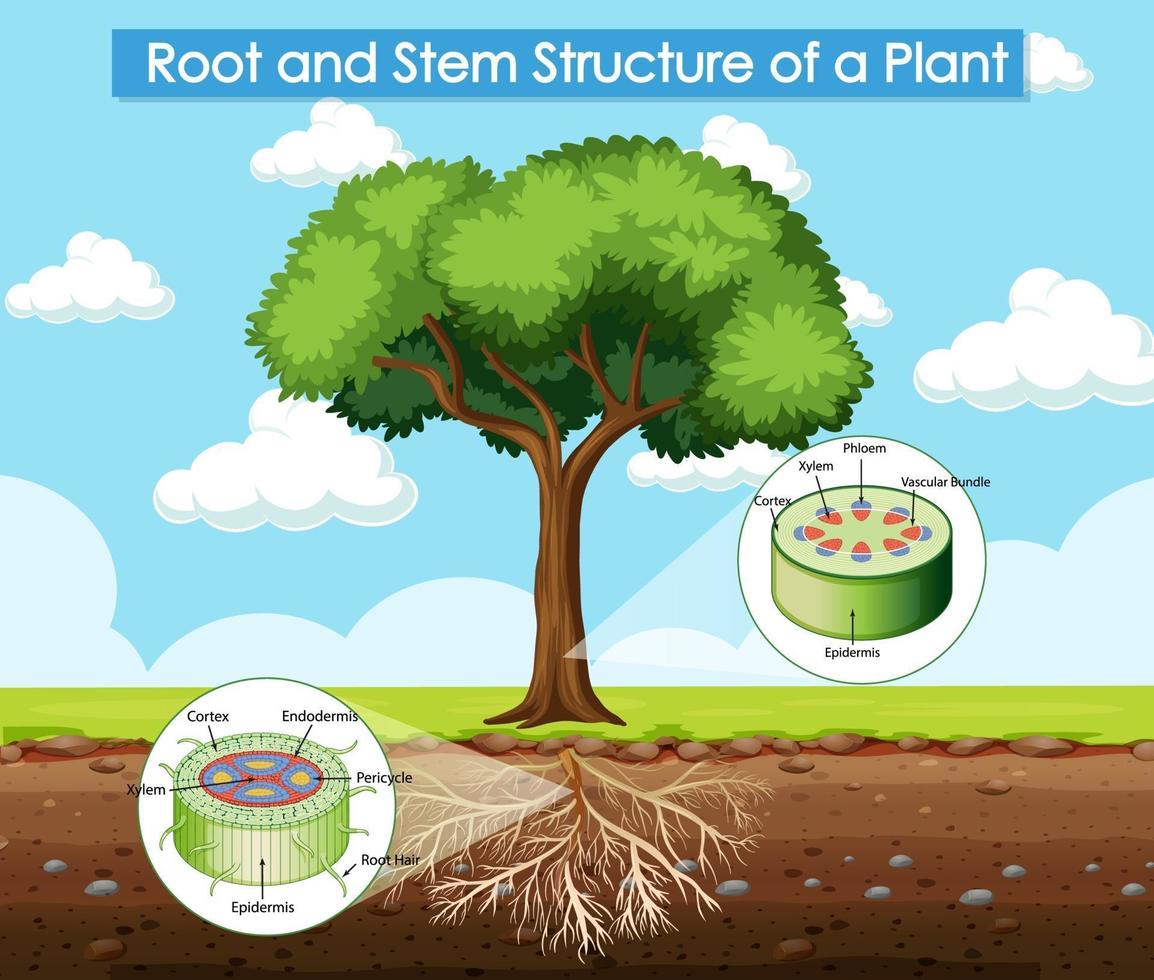 Diagrama que muestra la estructura de la raíz y el tallo de una planta. vector